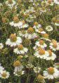 chamomile.JPG (4744 bytes)