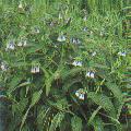 comfrey.JPG (5790 bytes)