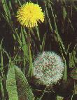 dandelion 2.JPG (5727 bytes)